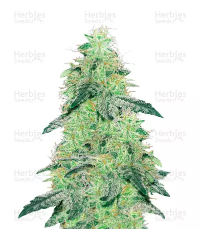 White Skunk regular seeds (White Label Seed Company)