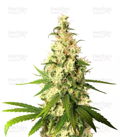 Pineapple Express feminized seeds (G13 Labs)
