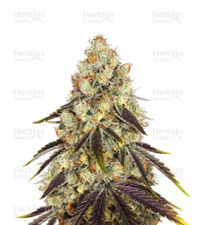 French Cookies feminized seeds