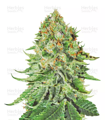 Northern Lights Auto feminized seeds (White Label Seed Company)