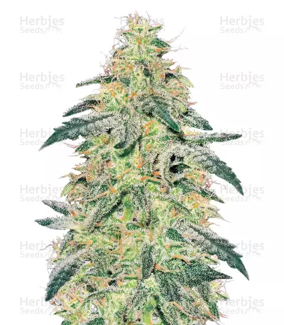 White Skunk feminized seeds (White Label Seed Company)