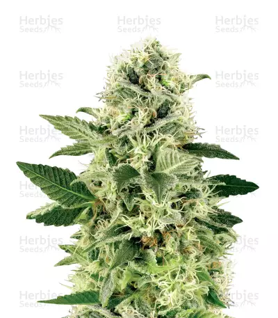 Northern Lights feminized seeds (White Label Seed Company)