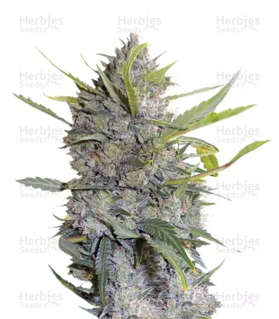 Serious Happiness feminized seeds