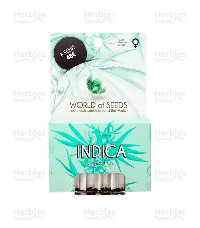 Indica Pure Origin Collection feminized seeds