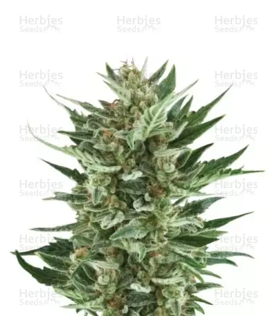 Royal Cheese Automatic feminized seeds