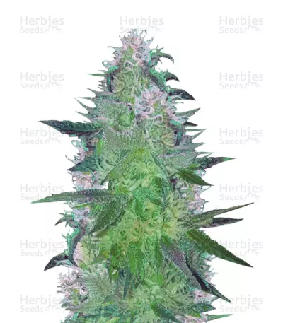 Crystal Queen feminized seeds