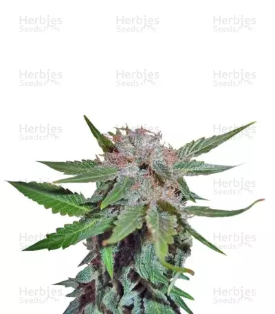Royal Cheese (Fast Flowering) feminized seeds