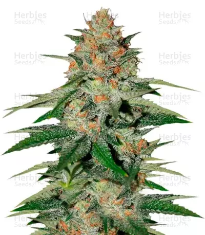 Delicious Candy feminized seeds