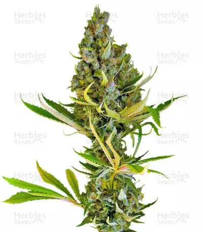 Sweet Cheese F1 Fast Version feminized seeds