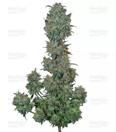 Sweet Special F1 Fast version feminized seeds