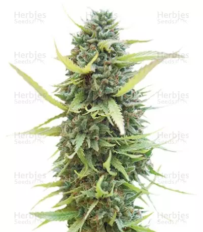 Colombian Gold feminized seeds