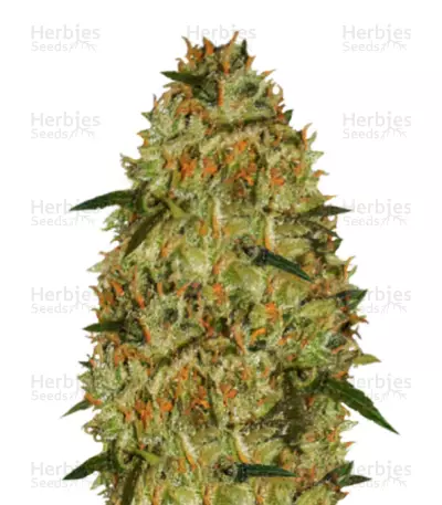 Cheese feminized seeds (Vision Seeds)