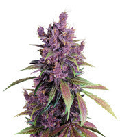 Black Cherry Punch Seeds For Sale