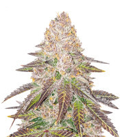 Red Hot Cookies Feminized Seeds (Sweet Seeds)